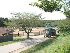 成田ゆめ牧場