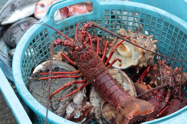 新鮮な魚介類をお楽しみください。