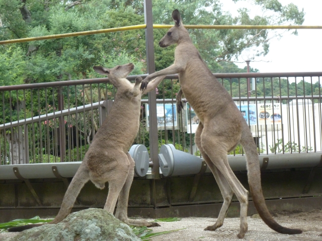 オオカンガルーが近くで見られるよ。