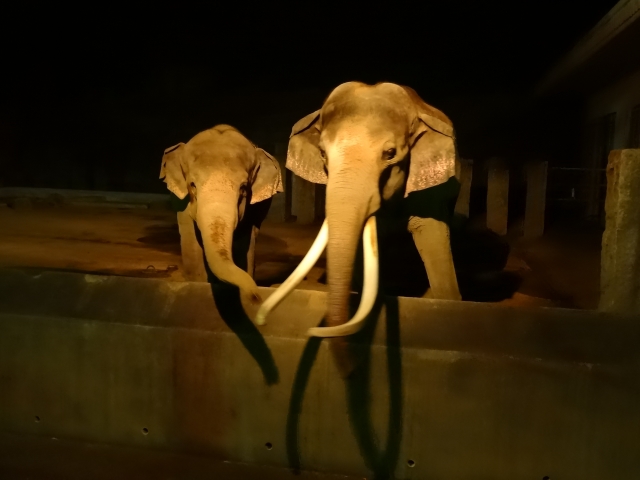 ナイト金沢　８月毎週土日・１５日　夜の動物園が楽しめる！