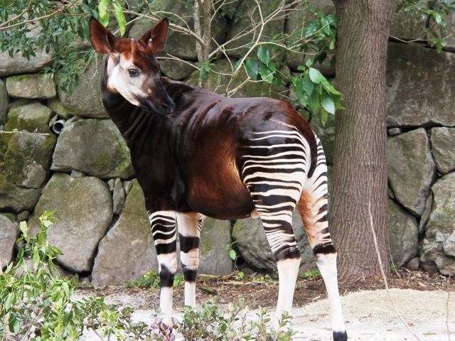 とても珍しい動物オカピ。キリンの仲間。近くで見られるよ！