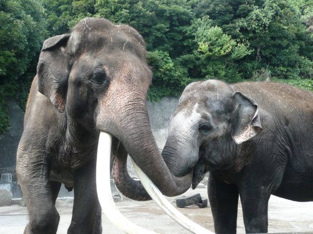 横浜市立金沢動物園