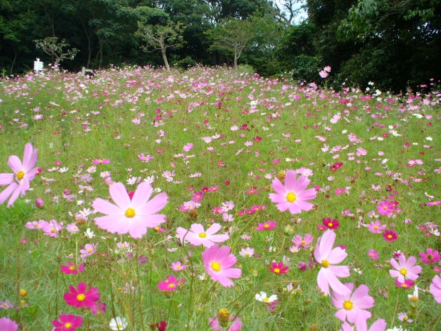 四季折々の様々な植物が楽しめます！