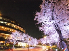 春のイベント「Midtown Blossom」