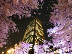 春のイベント「Midtown Blossom」
