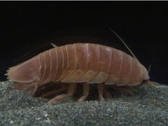2014年夏にオープンした「深海生物コーナー」