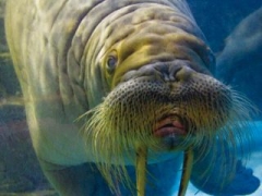 ユーモアたっぷりのセイウチ