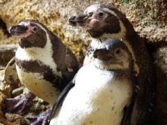 自然飼育場のペンギン