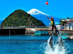 富士山をバックにイルカショー!