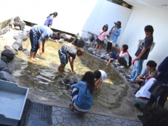 こどもに大人気！海の生き物とふれあえる「いそあそびーち」