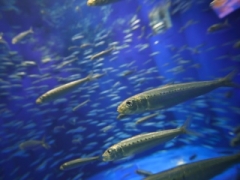 駿河湾の生物を中心に展示しています