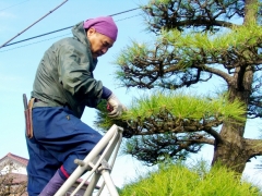 植木の剪定の様子です