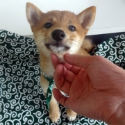 豆柴　