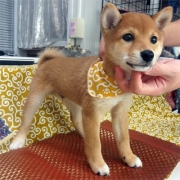豆柴　