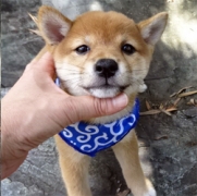豆柴　