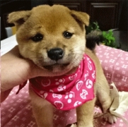 豆柴　