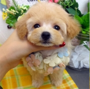 （父犬）トイプードル×(母犬)ビションフリーゼ