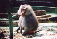 マントヒヒ