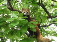 レッサーパンダ
