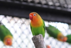ルリゴシボタンインコ