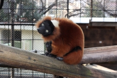 アカエリマキキツネザル