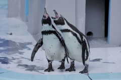 フンボルトペンギン