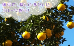芝口果樹園