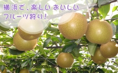 芝口果樹園