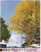 樹齢約400年のイチョウの木